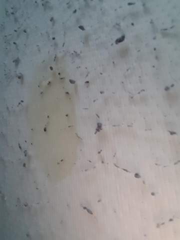 Meine Katze Ist Rollig Und Pinkelt Jetzt Immer Auf Mein Bett