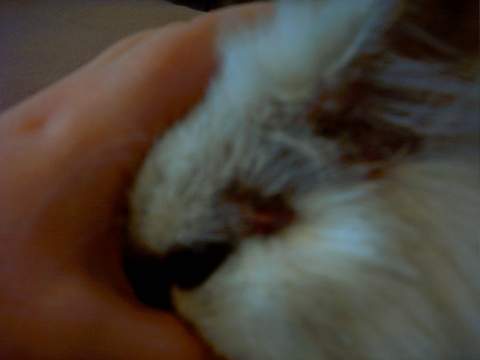 Meine Katze Kratzt Sich Blutig Was Kann Da Helfen Tiere Katzen Tiermedizin Meine Katze Kratzt Sich Blutig Was Kann Da Helfen Tiere Katzen Tiermedizin