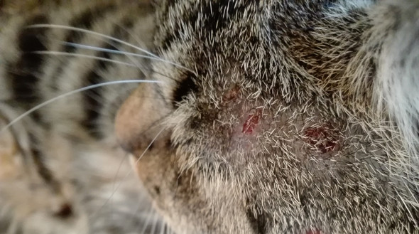 Meine Katze Kratzt Sich Blutig Wieso Gesundheit Und Medizin Tiere Tierarzt Meine Katze Kratzt Sich Blutig Wieso Gesundheit Und Medizin Tiere Tierarzt