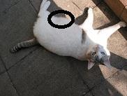 Meine Katze Lilli  ( man sieht es nicht so deutlich ) - (Katze, fett, Speck)
