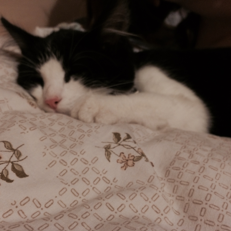 meine katze massiert mich streicheln massieren