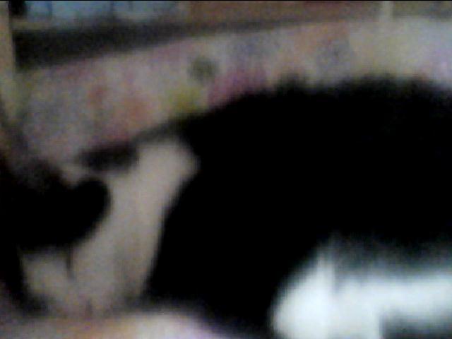 meine katze niest und hat komische zuckungen krankheit tierarzt