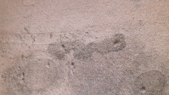 Meine Katze Pinkelt Nur Auf Teppiche Was Tun Pipi