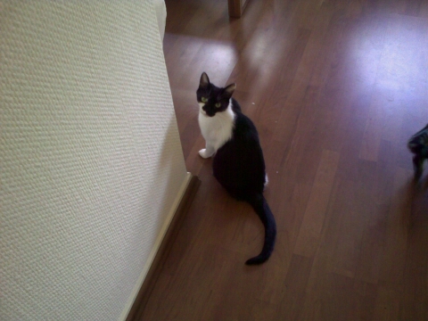 meine katze sabbert wenn sie glucklich ist katzen konditionierung