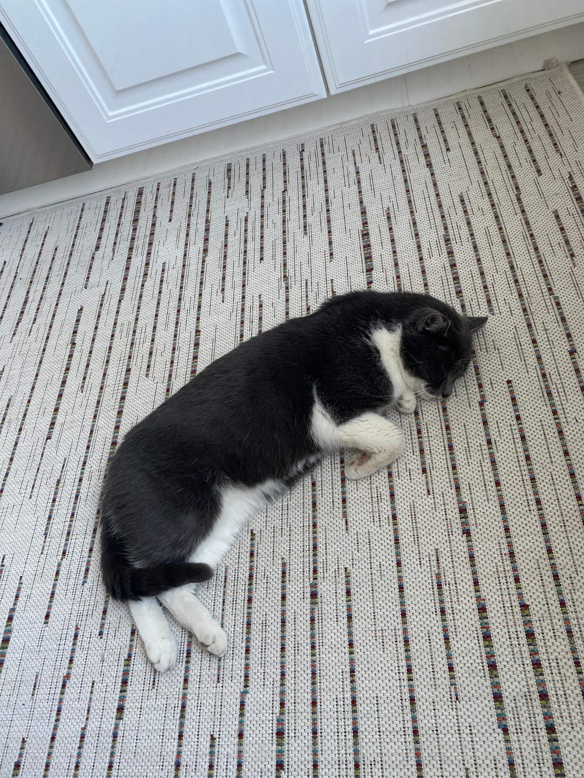 Katze Plötzlich Sehr Anhänglich Und Miaut Meine Katze sieht sehr kaputt aus und Miaut so als würde er spucken