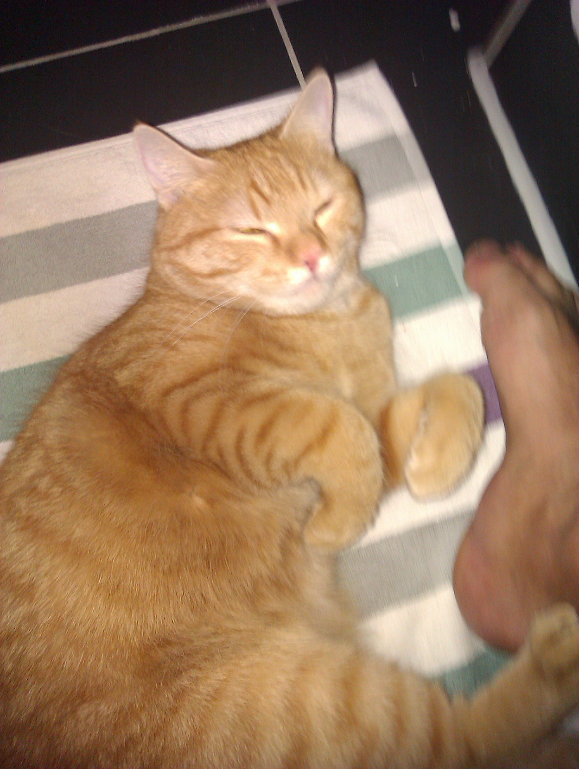 meine Katze weckt mich jede Nacht…was kann ich machen, daß sie mich