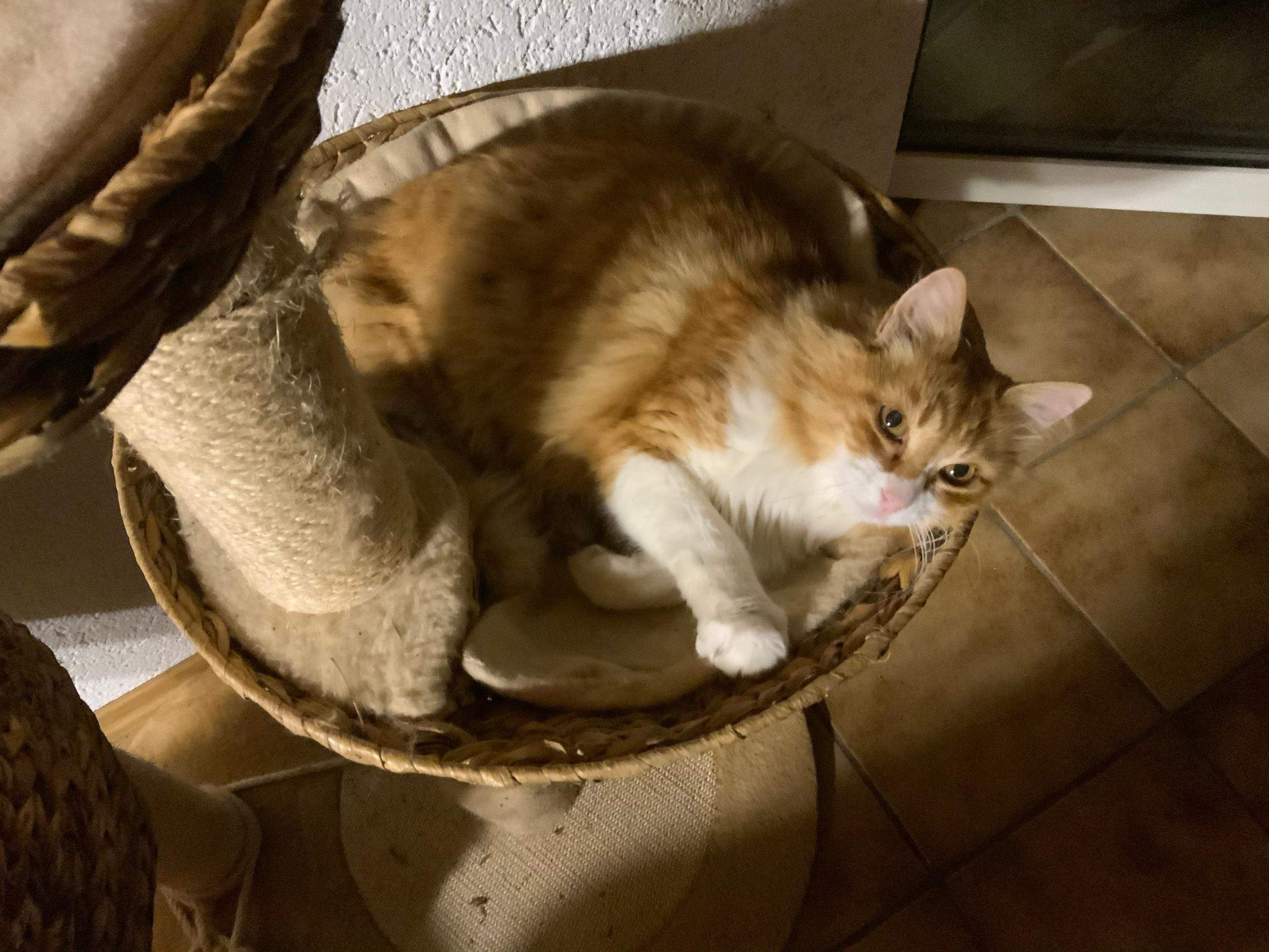 Katze Zuhause Gestorben -- Was Tun Meine Katze wird sterben, was tun? (Psychologie, Familie, Psyche)