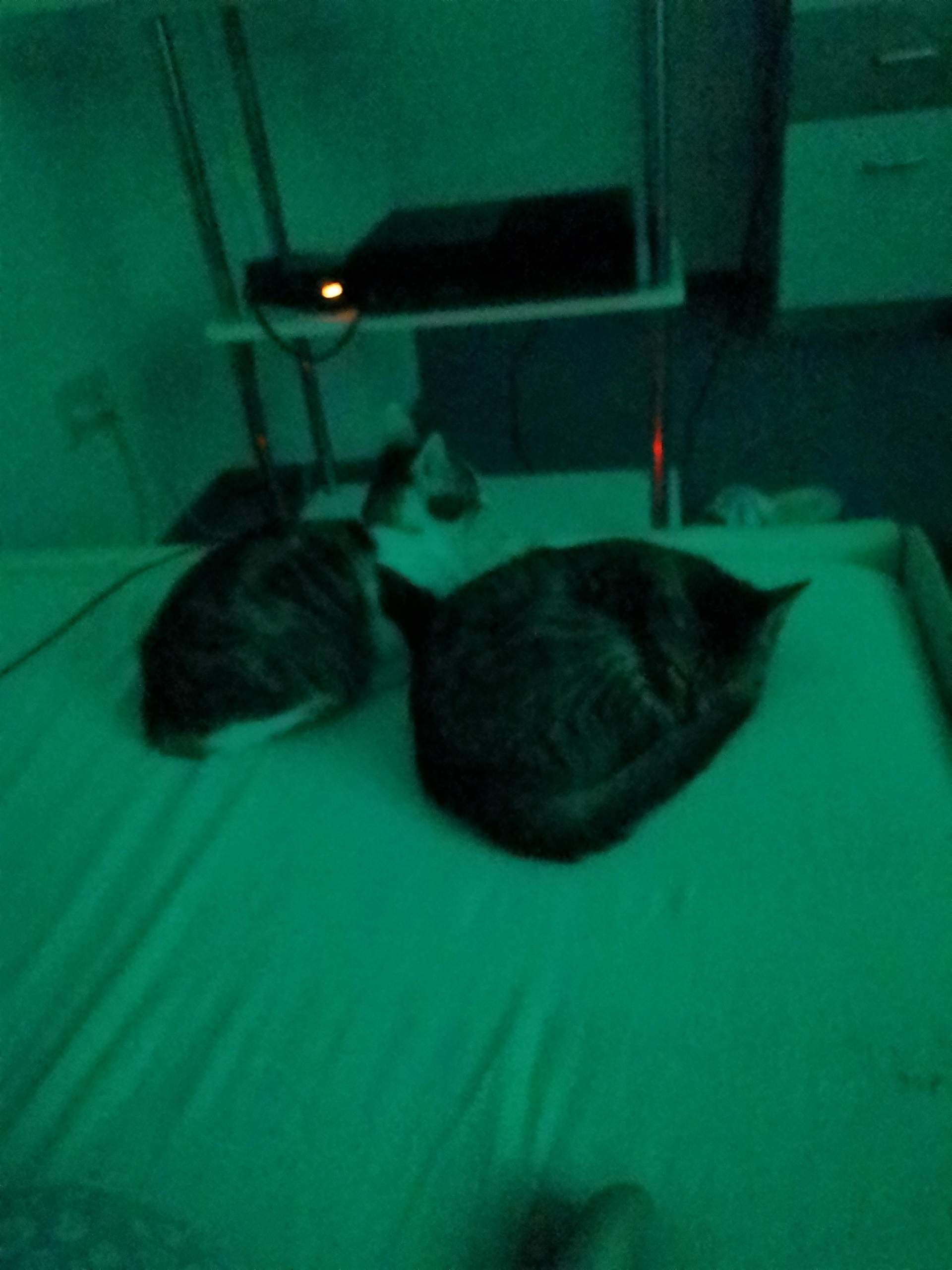 Meine Katzen Sind 4 Monate Alt Sind Die Nicht Zu Klein Katzenbaby