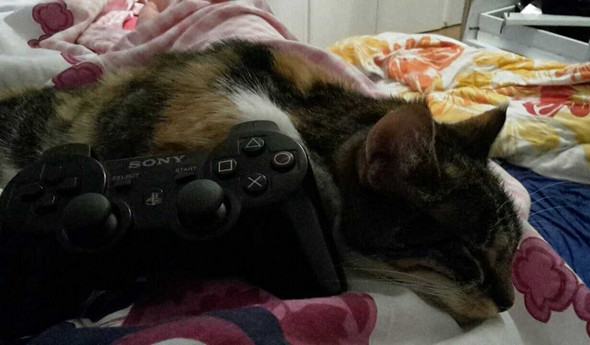 Meine Katzen Streiten Sich Wie Lange Kann Ich Warten Bis Ich Ein