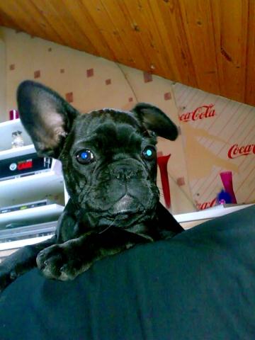 Bilduntertitel eingeben... - (Hund, Verhalten)