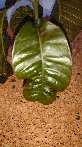 Mangoblatt Vorderseite - (Pflanzen, Pflanzenpflege, Schädlinge)