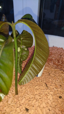 Mangoblatt Rückseite  - (Pflanzen, Pflanzenpflege, Schädlinge)