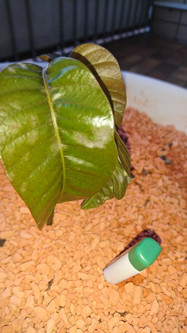 Mangoblatt weiß angelaufen  - (Pflanzen, Pflanzenpflege, Schädlinge)
