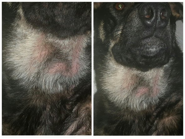 KugelförmigesAmHals - (Hund, Hals, Tumor)