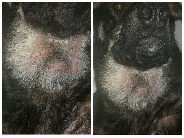Meine Mischling Hundin Hat Etwas Kugelformiges Am Hals Siehe Anhang Hund Tumor Meine Mischling Hundin Hat Etwas Kugelformiges Am Hals Siehe Anhang Hund Tumor