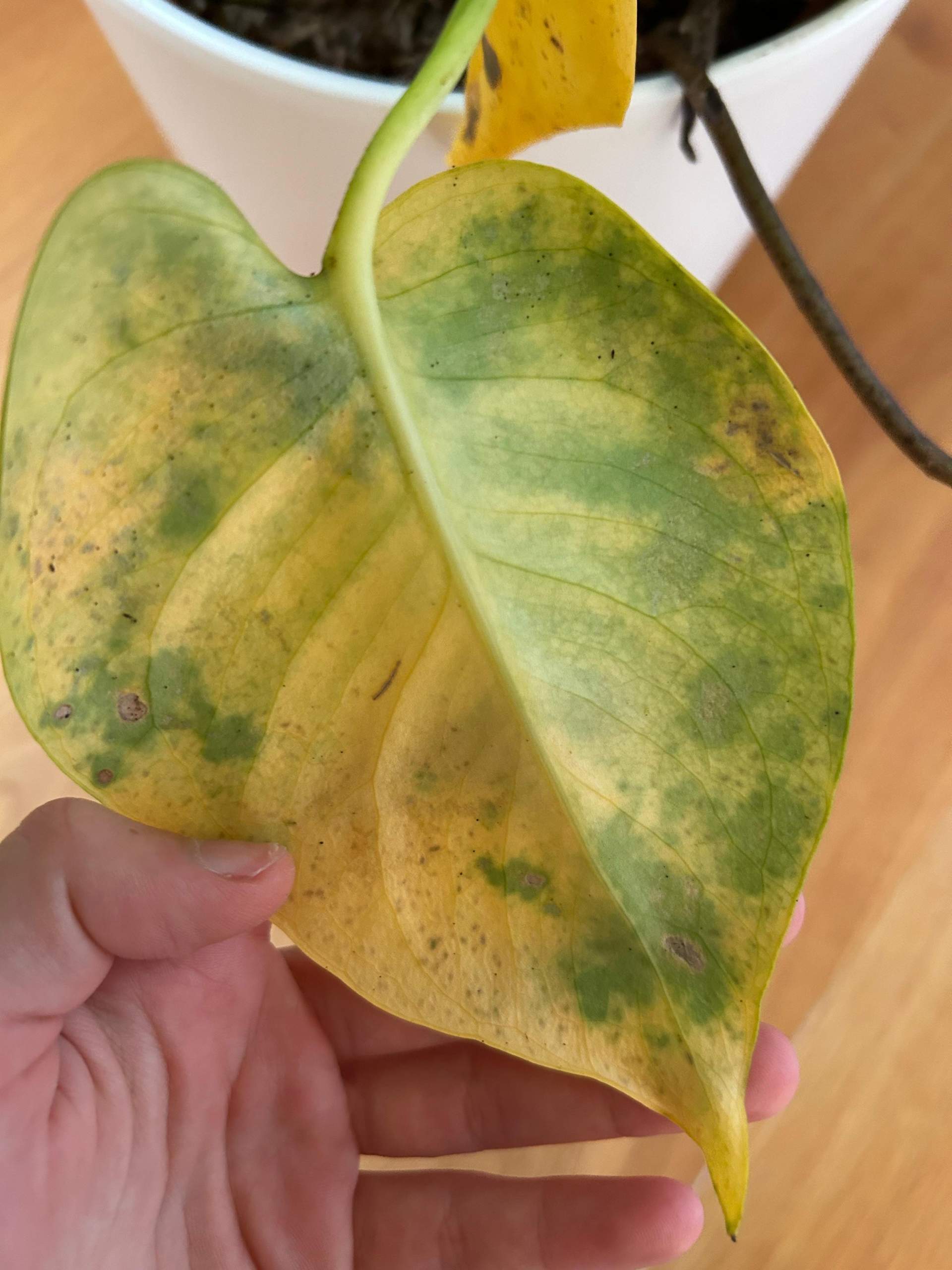 Meine Monstera Deliciosa bekommt gelbe Flecken und die Blätter werden