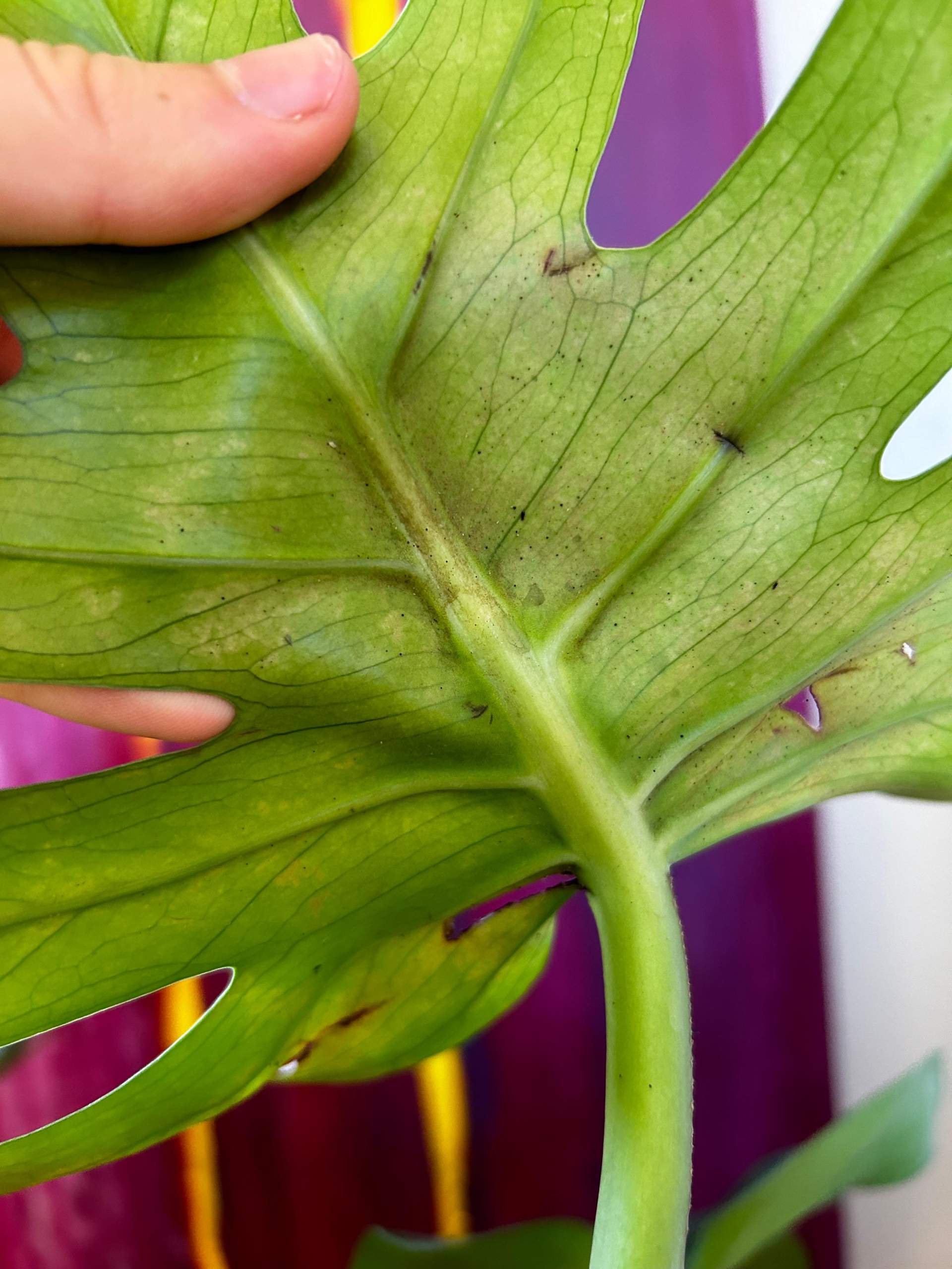 Meine Monstera Deliciosa bekommt gelbe Flecken und die Blätter werden
