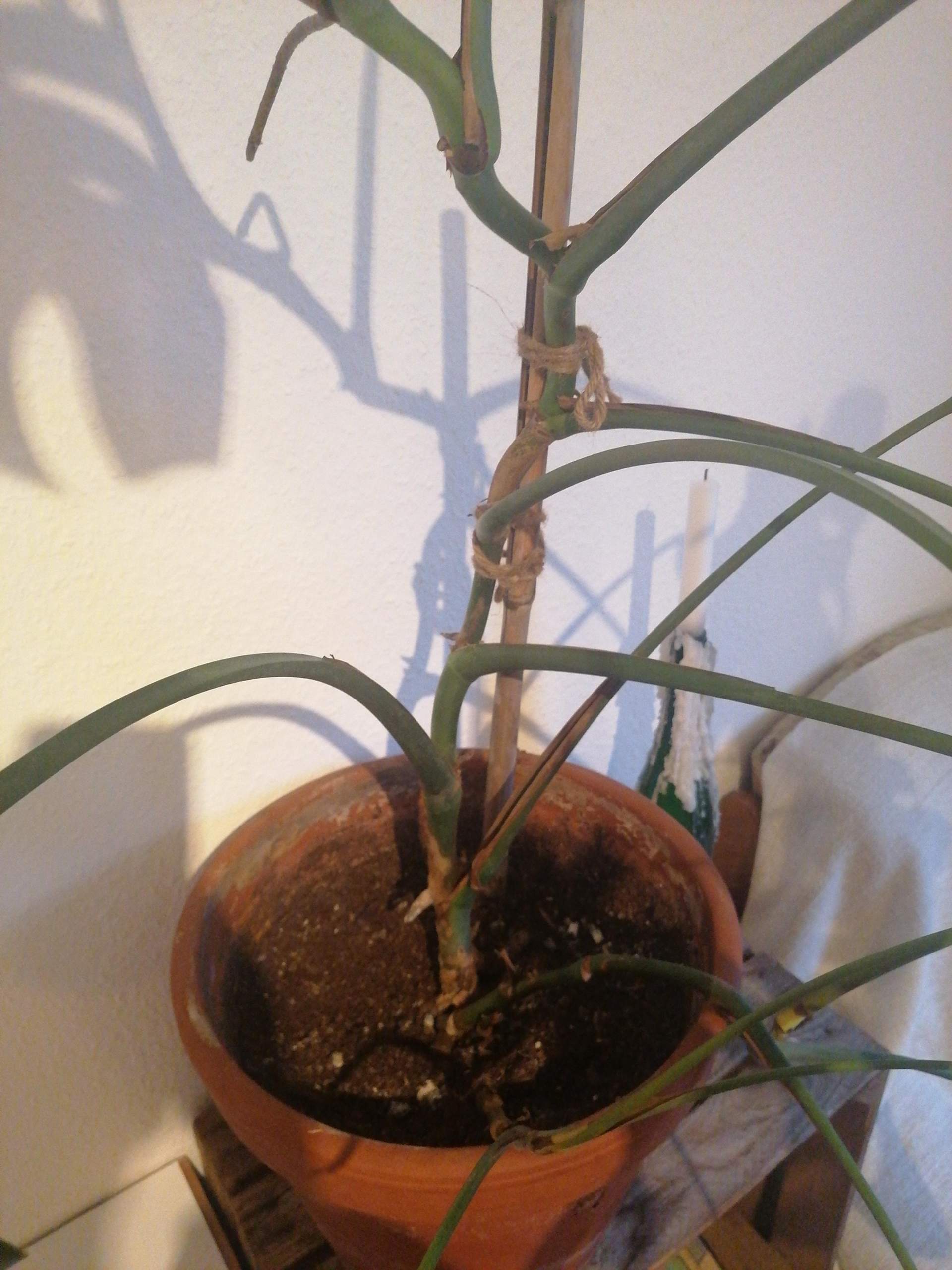 Meine monstera hat seit Monaten keine neuen Bltter bekommen und sieht sehr  arm aus, was ist der Grund? (Pflanzenpflege, Zimmerpflanzen, Monstera  Deliciosa)