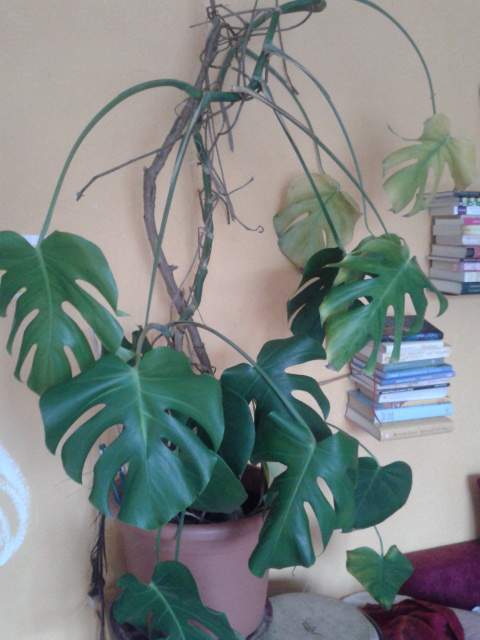 monstera kleine gelbe tierchen Monstera Adansonii Stecklinge Seltene Zimmerpflanze main image 0