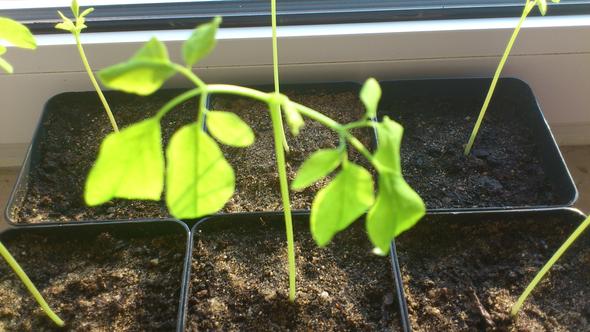 Moringa 2 Woche - (Pflanzen, Moringa)