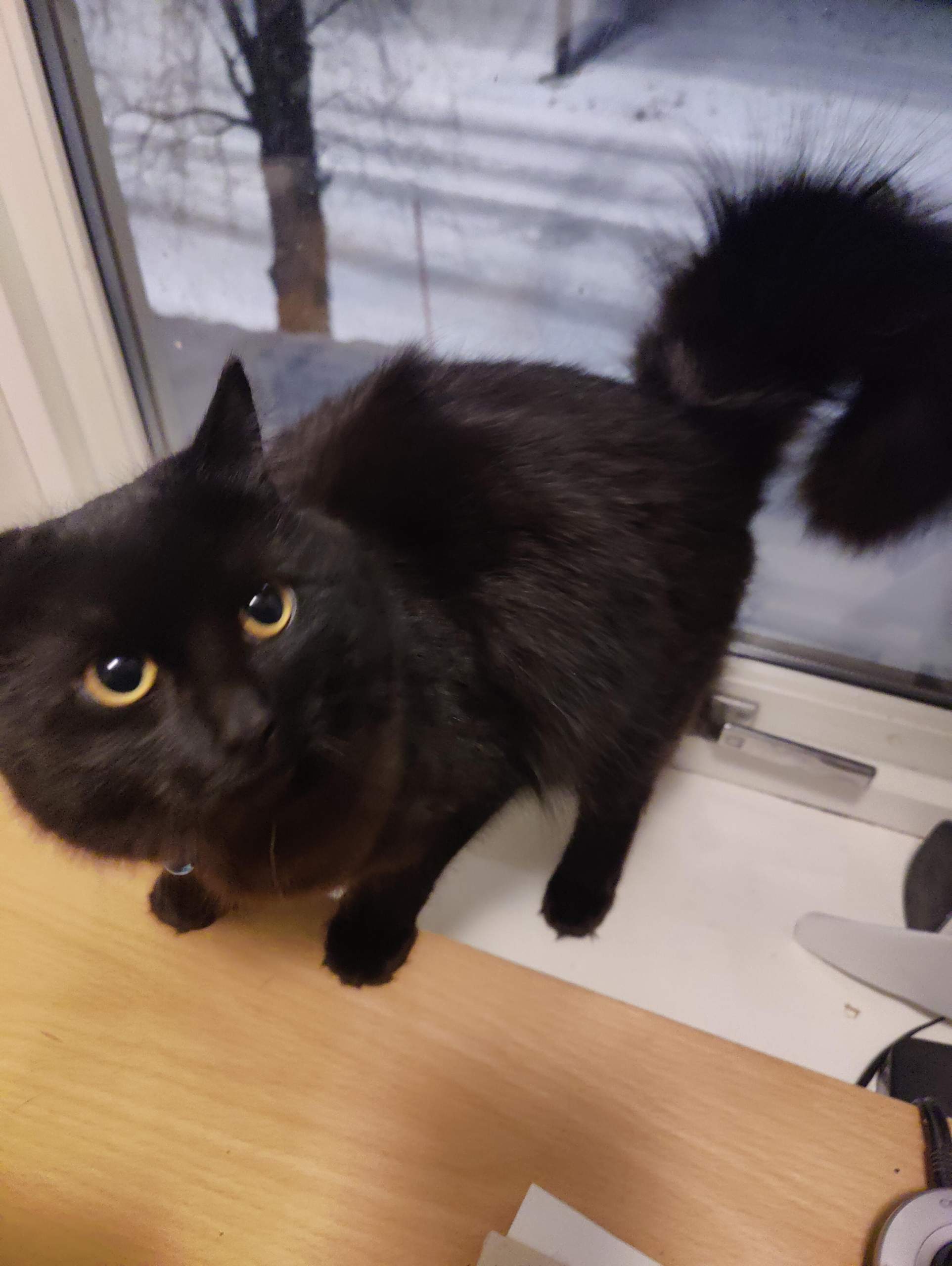 Katze Hat Angst Vor Mir