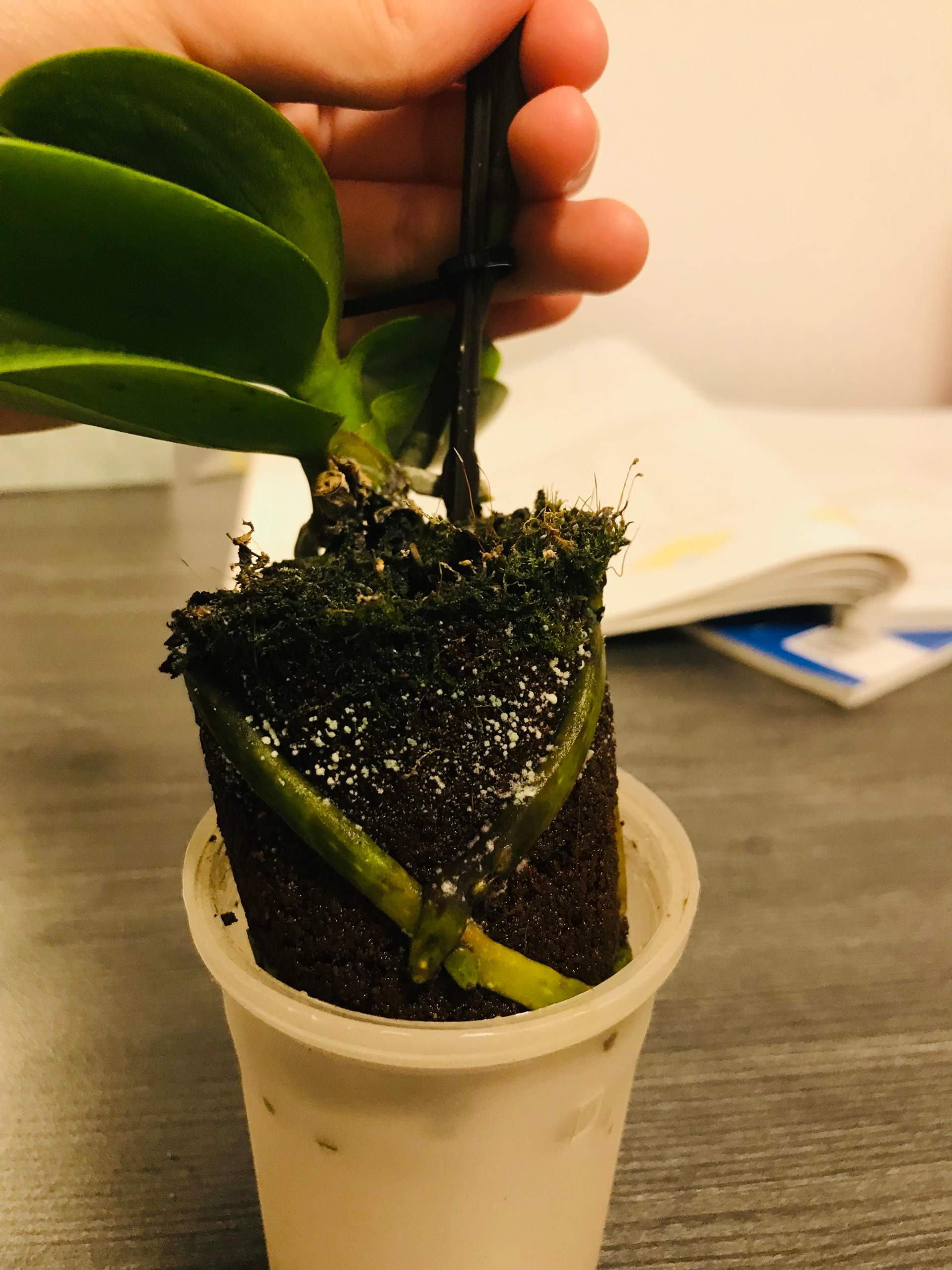 Meine Orchidee hat irgendwelche Punkte auf der Erde bekommen.. Kann mir  jemand sagen was da ist :(? (Pflanzenpflege, Schdlinge, Botanik)