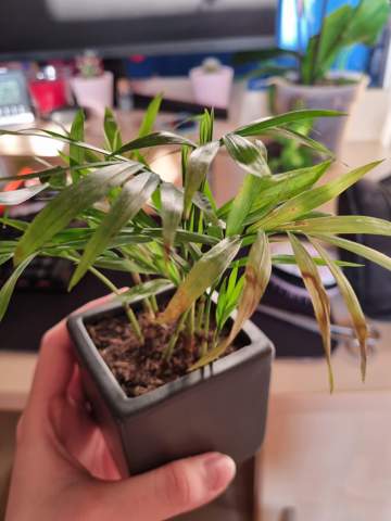 Meine Pflanze hat komische Stellen was ist mit ihr los?