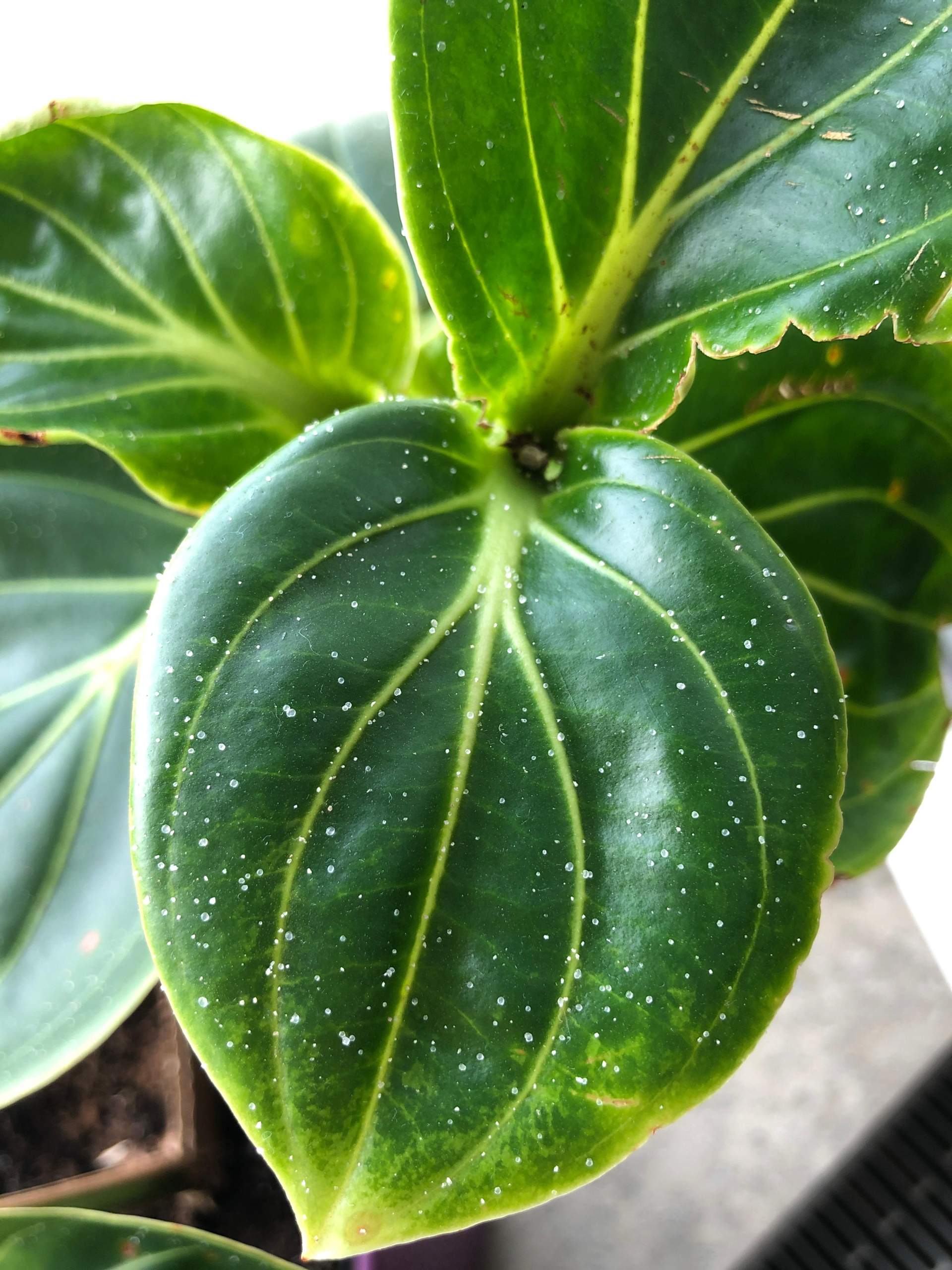 dracaena sanderiana gold Golden Lucky Bamboo Plant (Dracaena Sanderiana) - Good Luck Charm