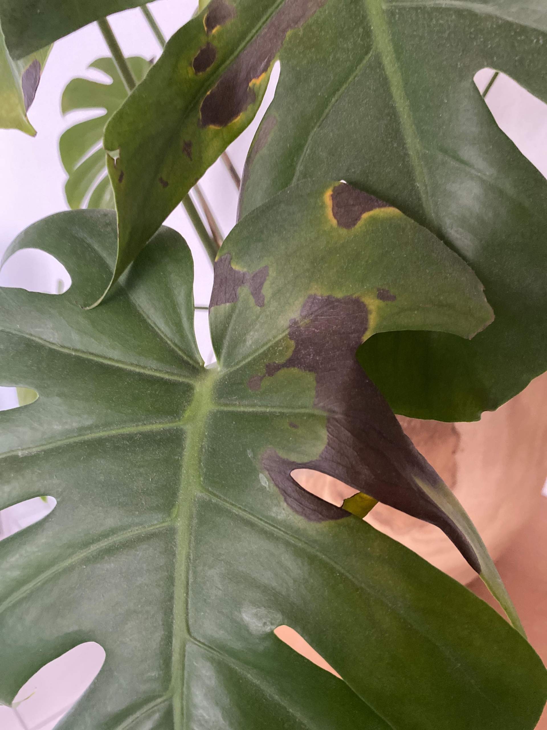 Meine Pflanze hat schwarze Stellen was kann ich tun? (Blumen