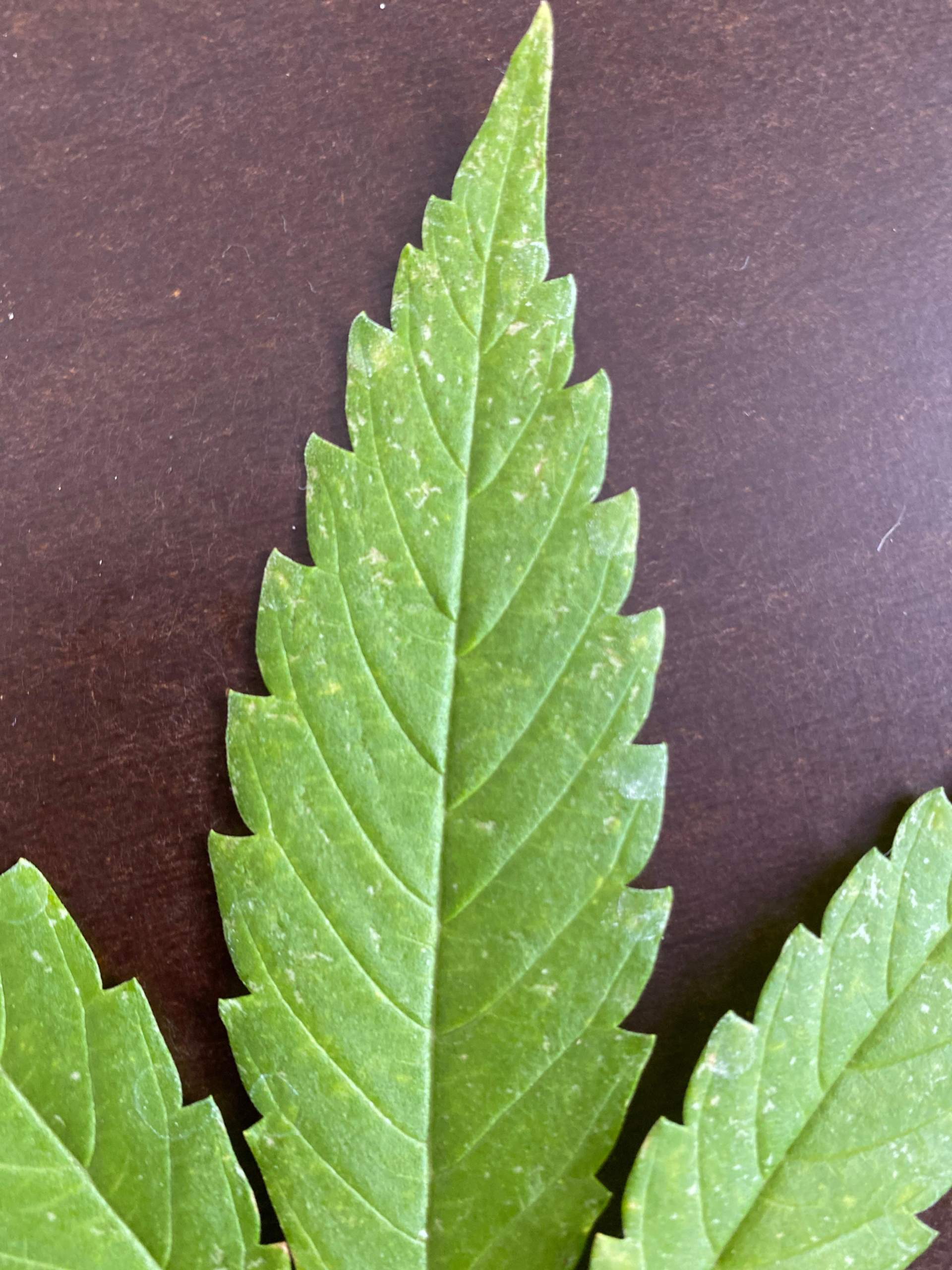 Meine Pflanze hat weiße Punkte was bedeutet das? (Cannabis, Flecken