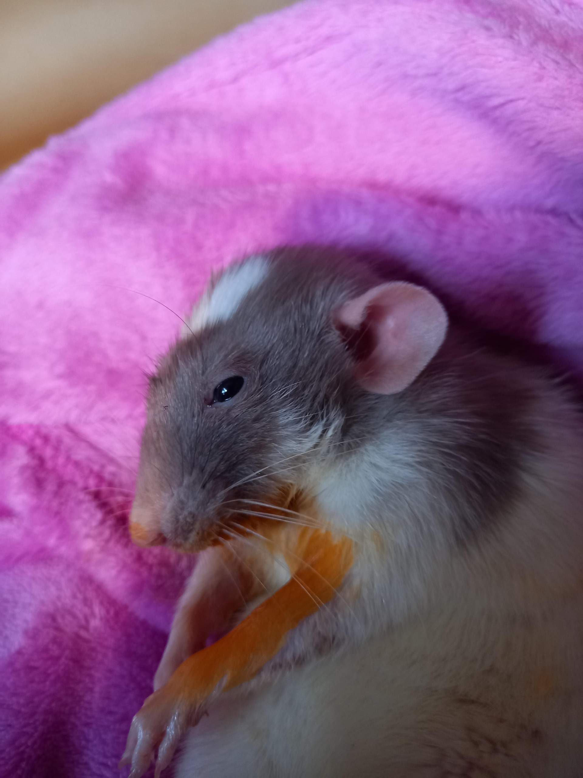 Meine Ratte hat rote Kruste um die Augen? (Gesundheit, Tiermedizin, Ratten)
