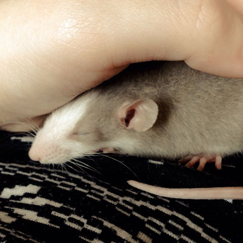 Mein kleiner süßer schläft  - (Ratten, süß, Rudel)