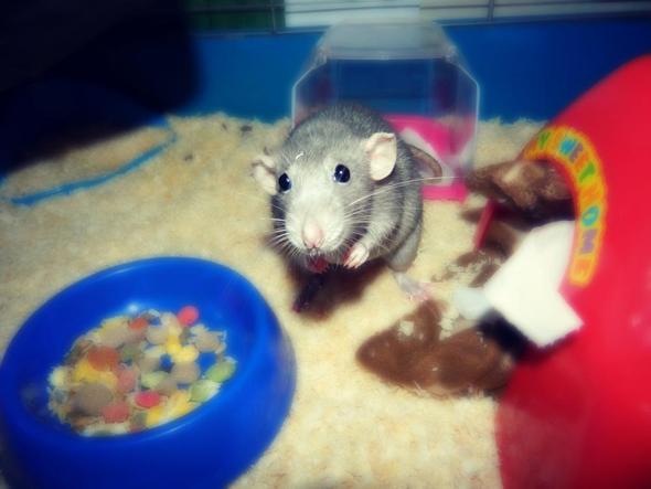 Meine Ratte <3 - (Gesundheit, Tiere, Körper)