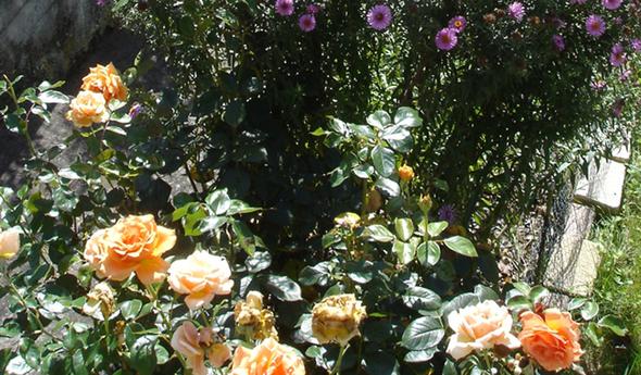 gelbe ursprüngliche Rosenblüte - (Garten)