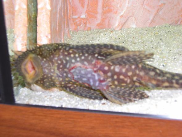 Meine Wels hat entzündung am Bauch! Was tun? (Aquarium, Aquaristik)