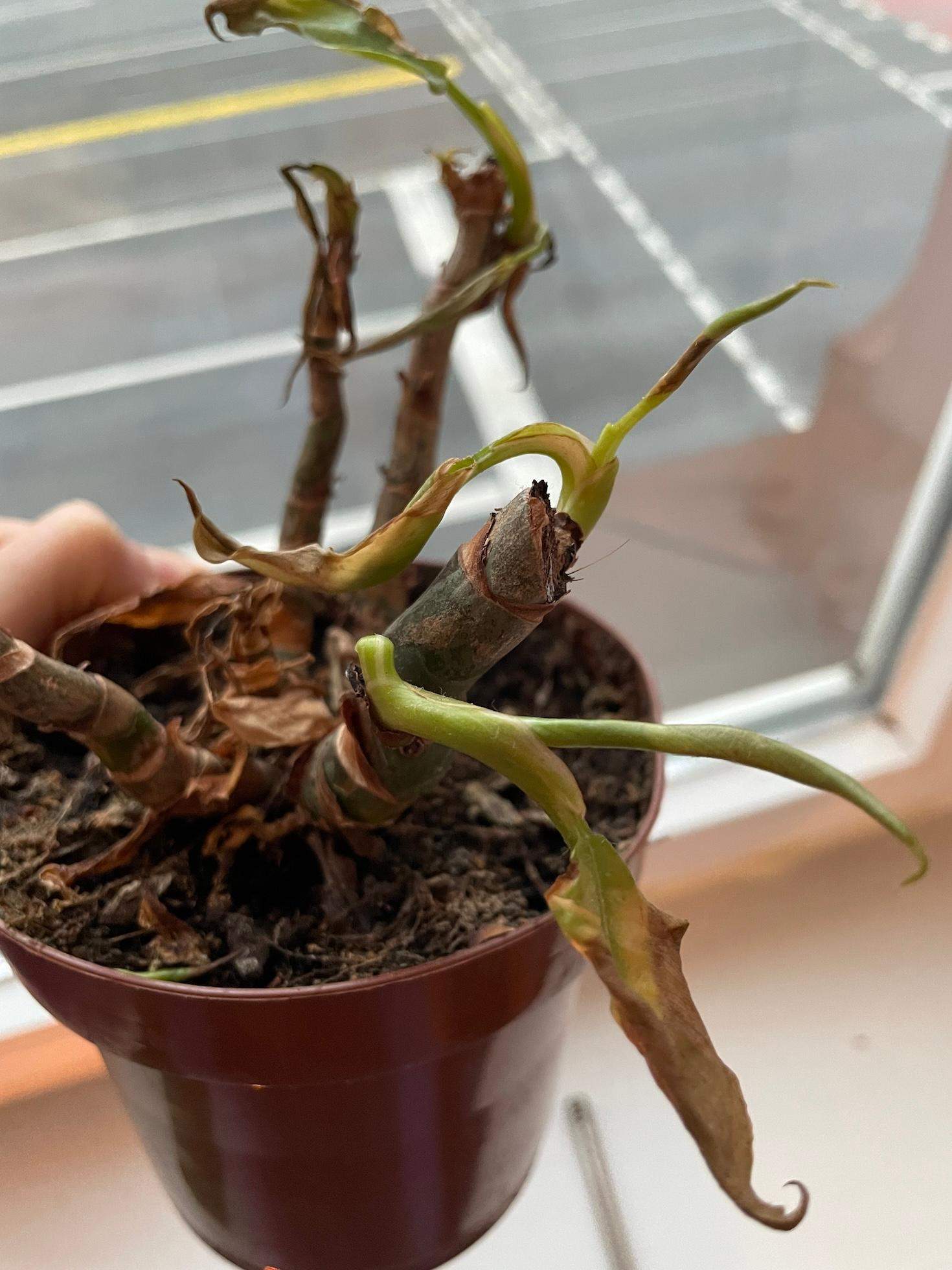 Meine White Princess Philodendron bekommt zwar neue Bltter, diese sterben  aber schon ab bevor sie sich entfalten. Was ist das Problem? (Flecken,  Erde, Pflanzenpflege)