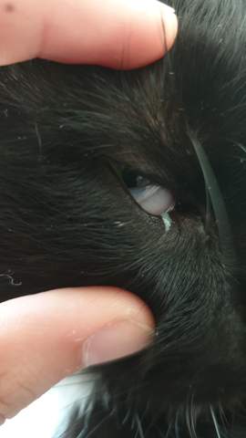 Meinem Kater Lauft Eiter Aus Dem Auge Was Ist Passiert Was Kann Ich Tun Augen Katzen Meinem Kater Lauft Eiter Aus Dem Auge Was Ist Passiert Was Kann Ich Tun Augen Katzen