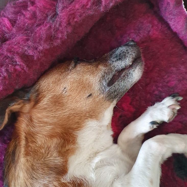 meinen hund getotet gesundheit und medizin tiere toeten