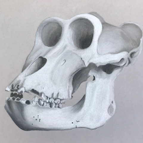 Meinung Zu Zeichnungen Portrat Und Schadel Kunst Zeichnen Malen