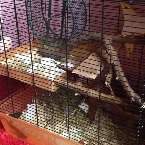 Und noch mal
- (Tiere, Meinung, Hamster)