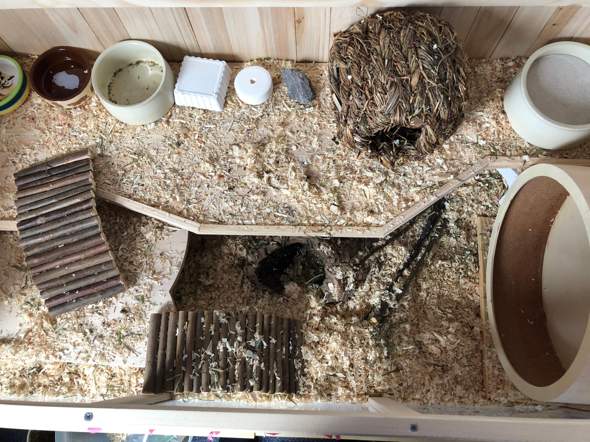 - (Meinung, Hamster, Rezension)