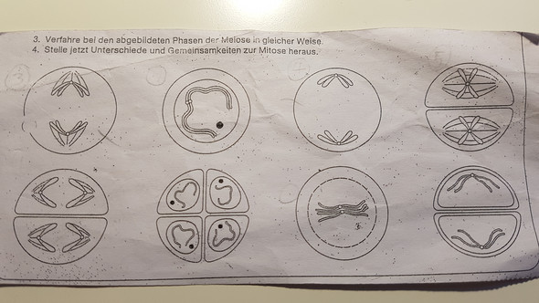 - (Biologie, Genetik, Zellen)