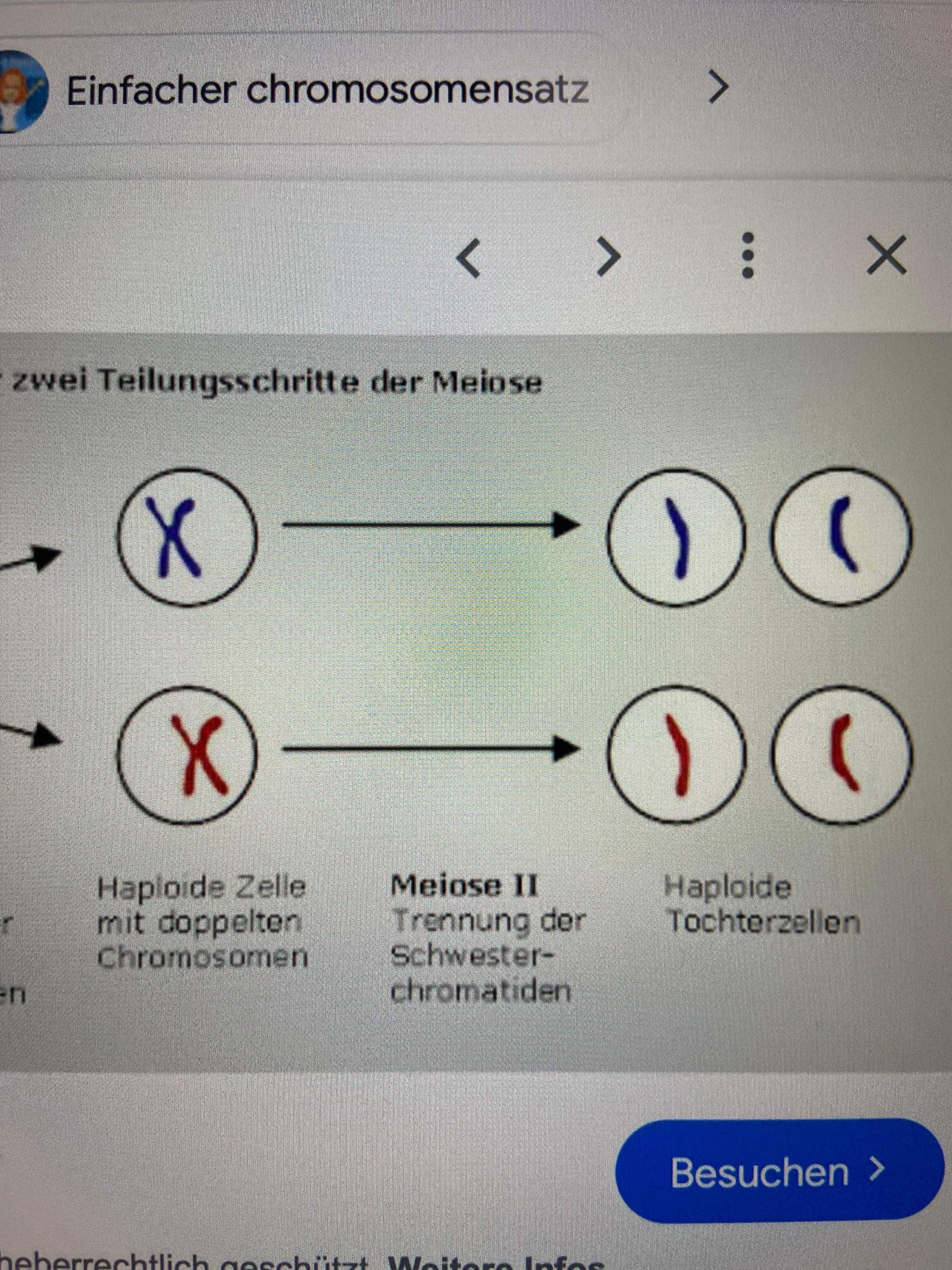 Meiose haploid, diploid? (Menschen, Genetik, Bio)