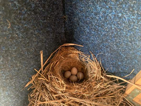Meisen Nest, wieso so wenige Eier?