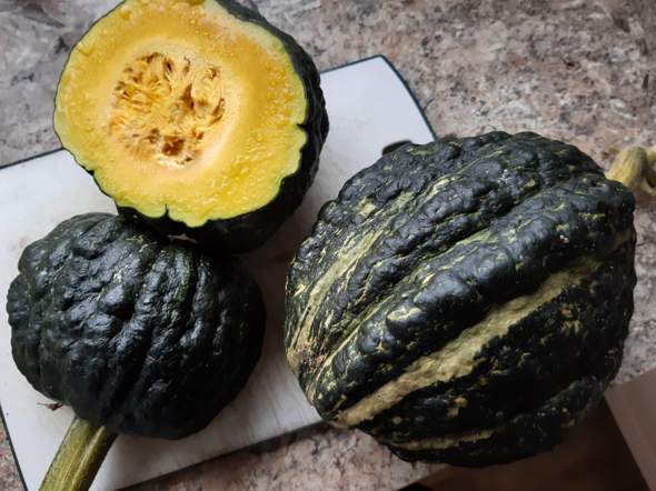 Melone gepflanzt, Kürbis geerntet. Essbar oder giftig?