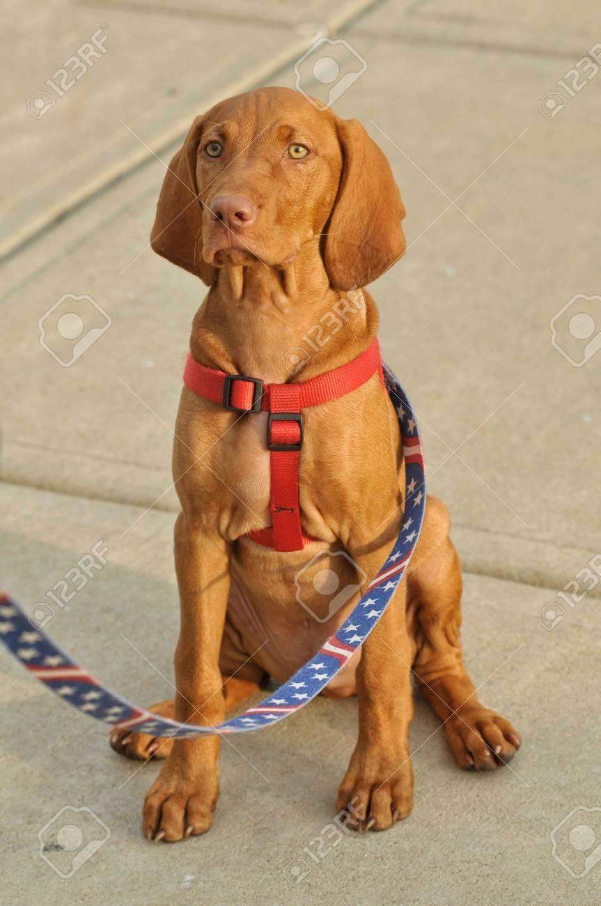 futteraggression hund gegen mensch