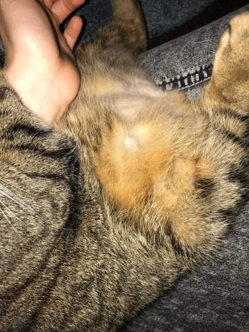 merkt man das die katze schwanger ist haustiere