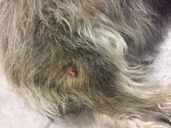 Merkwürdiges „Geschwür“ am Hundebein Schnelle Hilfe!? (Hund)