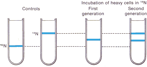 meselson and stahl Nucleic acids and the genetic material problem set 1 problem 6: meselson-stahl dna replication experiment in the meselson-stahl dna replication experiment, if the cells were first grown for many generations in 15 n containing media, and then switched to 14 n containing media, what percent of the dna had 1 light strand and 1 heavy strand after 2. meselson and stahl Nucleic acids and the genetic material problem set 1 problem 6: meselson-stahl dna replication experiment in the meselson-stahl dna replication experiment, if the cells were first grown for many generations in 15 n containing media, and then switched to 14 n containing media, what percent of the dna had 1 light strand and 1 heavy strand after 2.