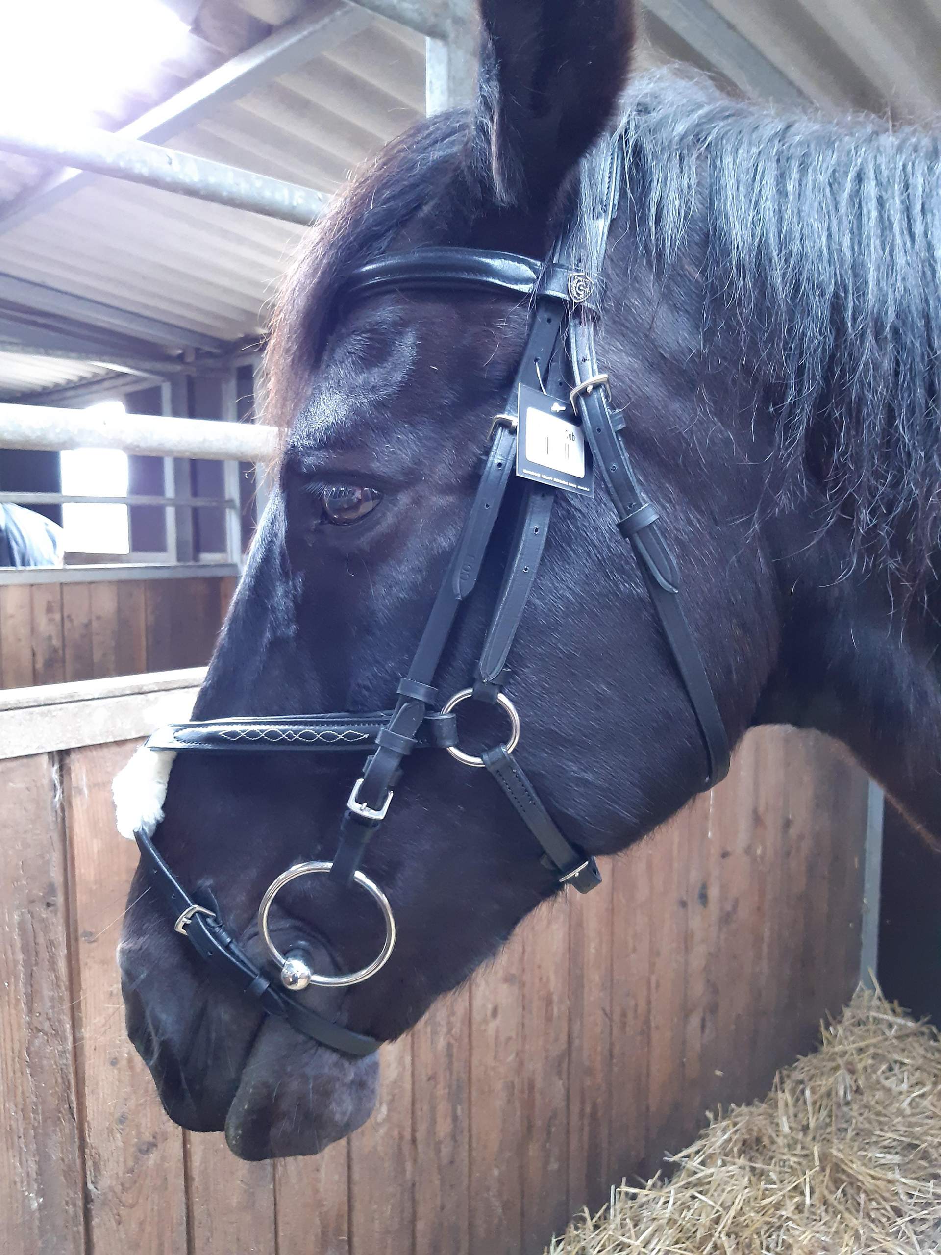 Mexikanische Trense passt das so? (Pferd, Reiten)